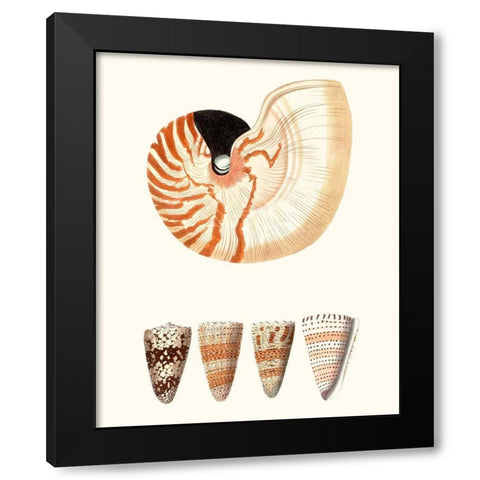 Shell Collection I Black Modern Wood Framed Art Print with Double Matting by Vision Studio