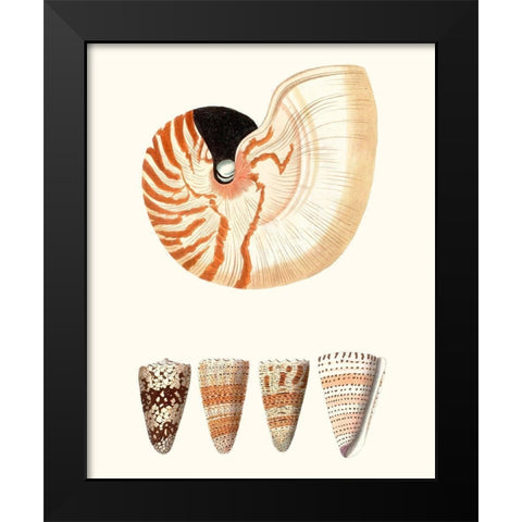 Shell Collection I Black Modern Wood Framed Art Print by Vision Studio