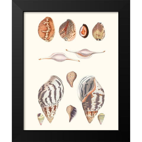 Shell Collection II Black Modern Wood Framed Art Print by Vision Studio