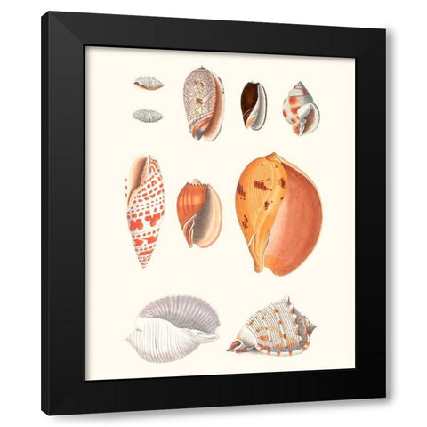 Shell Collection III Black Modern Wood Framed Art Print with Double Matting by Vision Studio