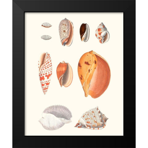 Shell Collection III Black Modern Wood Framed Art Print by Vision Studio