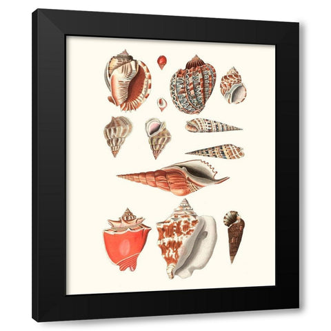 Shell Collection IV Black Modern Wood Framed Art Print with Double Matting by Vision Studio