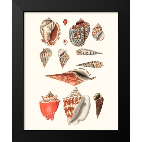 Shell Collection IV Black Modern Wood Framed Art Print by Vision Studio