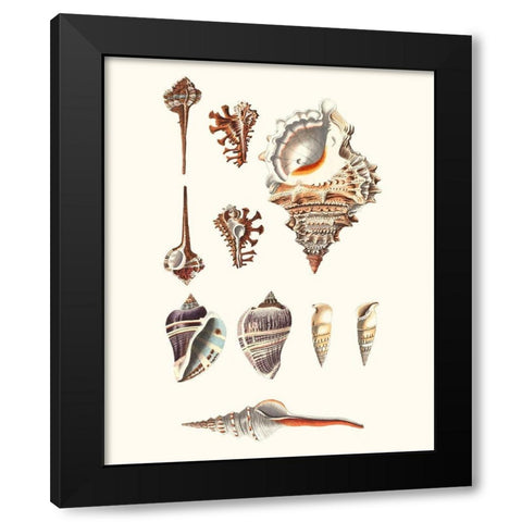 Shell Collection V Black Modern Wood Framed Art Print with Double Matting by Vision Studio