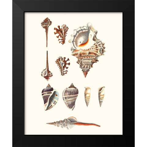 Shell Collection V Black Modern Wood Framed Art Print by Vision Studio