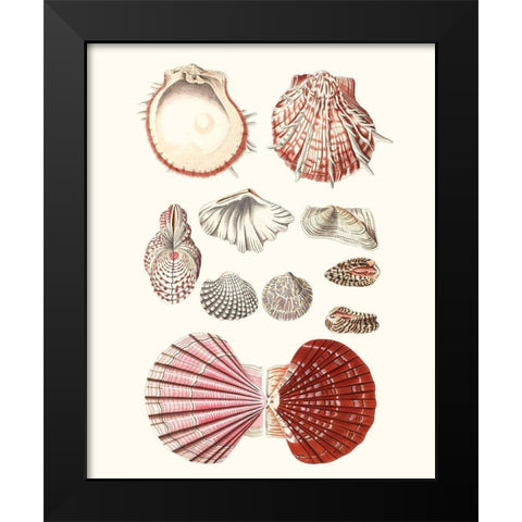 Shell Collection VI Black Modern Wood Framed Art Print by Vision Studio