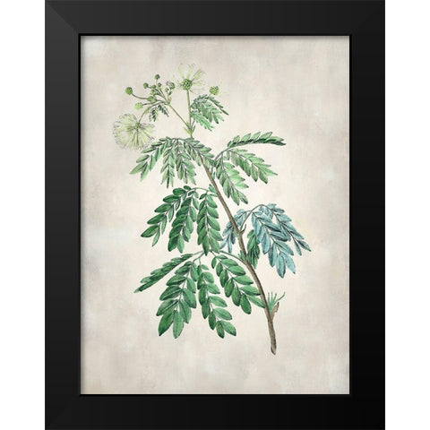 Acacia Tree II Black Modern Wood Framed Art Print by Vision Studio