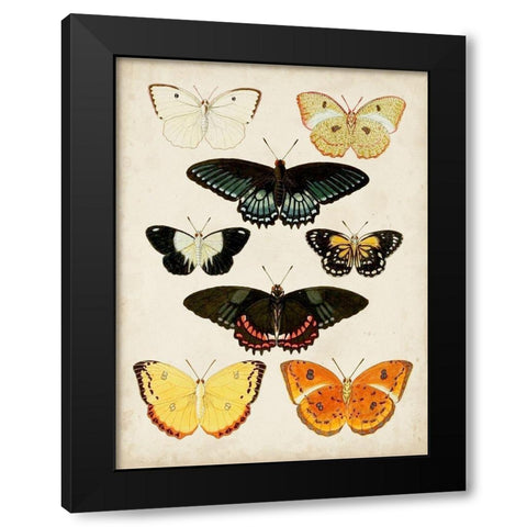 Butterflies Displayed III Black Modern Wood Framed Art Print by Vision Studio