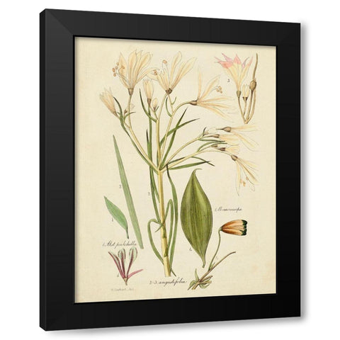 Antique Botanical Sketch I Black Modern Wood Framed Art Print with Double Matting by Vision Studio