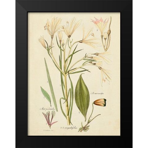 Antique Botanical Sketch I Black Modern Wood Framed Art Print by Vision Studio