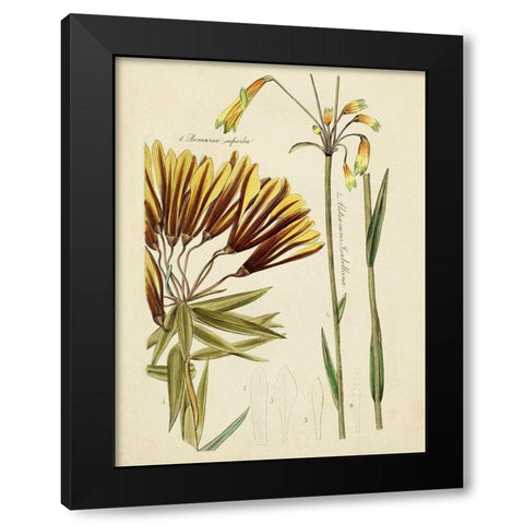 Antique Botanical Sketch II Black Modern Wood Framed Art Print with Double Matting by Vision Studio