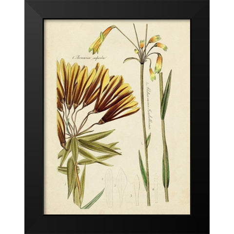 Antique Botanical Sketch II Black Modern Wood Framed Art Print by Vision Studio