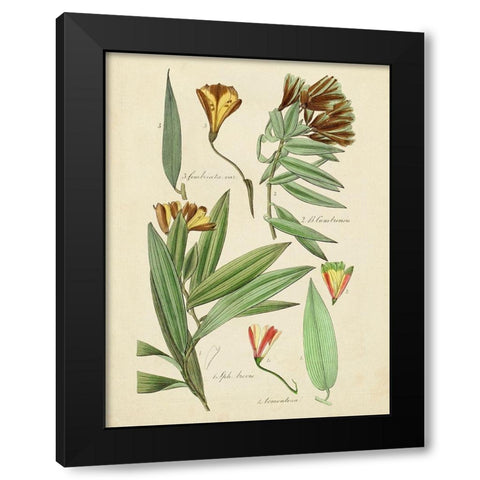 Antique Botanical Sketch III Black Modern Wood Framed Art Print by Vision Studio