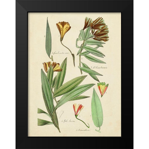 Antique Botanical Sketch III Black Modern Wood Framed Art Print by Vision Studio