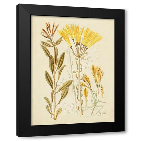 Antique Botanical Sketch IV Black Modern Wood Framed Art Print by Vision Studio