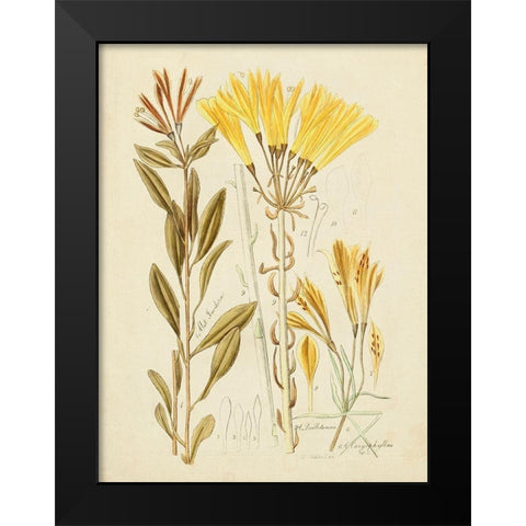 Antique Botanical Sketch IV Black Modern Wood Framed Art Print by Vision Studio
