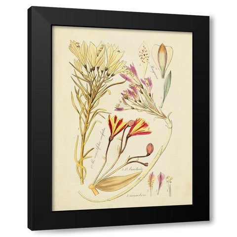 Antique Botanical Sketch V Black Modern Wood Framed Art Print with Double Matting by Vision Studio