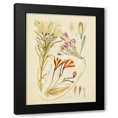 Antique Botanical Sketch V Black Modern Wood Framed Art Print by Vision Studio