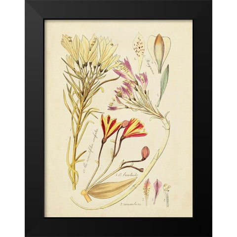 Antique Botanical Sketch V Black Modern Wood Framed Art Print by Vision Studio