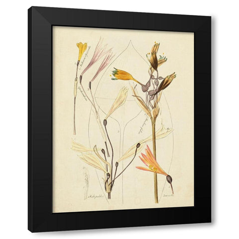 Antique Botanical Sketch VI Black Modern Wood Framed Art Print with Double Matting by Vision Studio