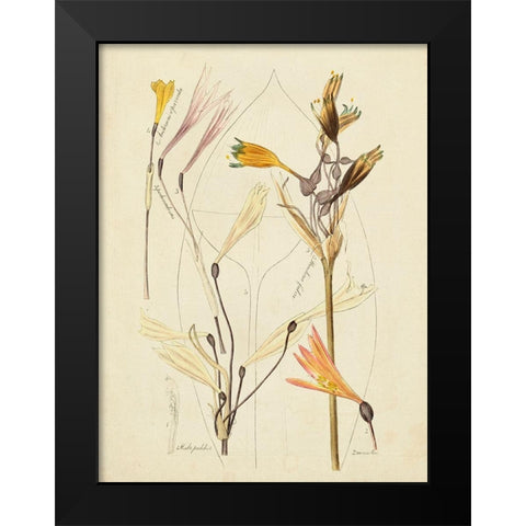 Antique Botanical Sketch VI Black Modern Wood Framed Art Print by Vision Studio