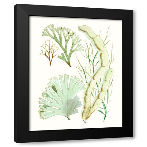 Antique Seaweed Composition I Black Modern Wood Framed Art Print by Vision Studio