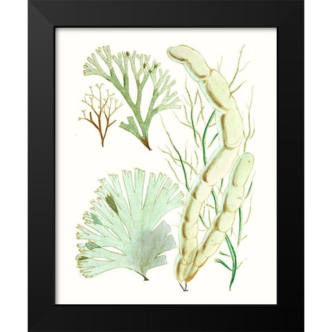 Antique Seaweed Composition I Black Modern Wood Framed Art Print by Vision Studio