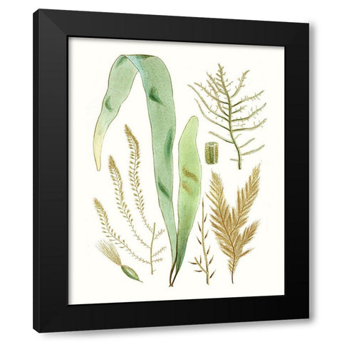 Antique Seaweed Composition II Black Modern Wood Framed Art Print by Vision Studio