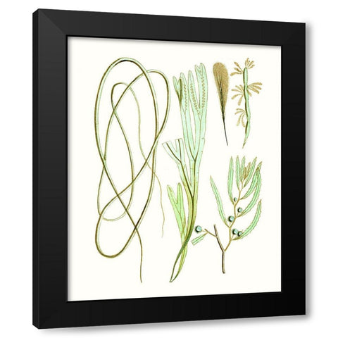 Antique Seaweed Composition III Black Modern Wood Framed Art Print with Double Matting by Vision Studio