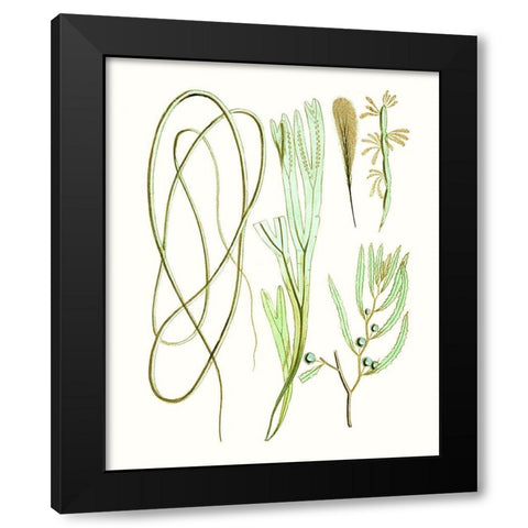 Antique Seaweed Composition III Black Modern Wood Framed Art Print by Vision Studio
