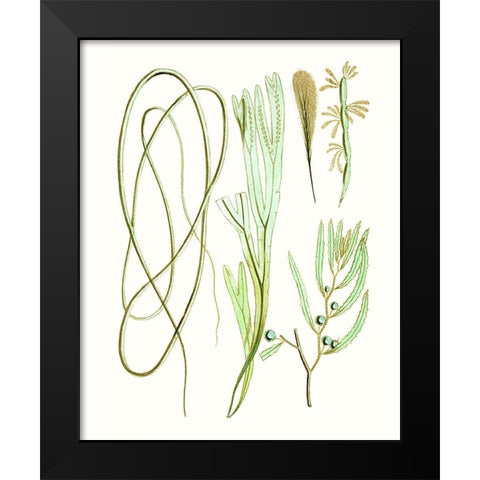 Antique Seaweed Composition III Black Modern Wood Framed Art Print by Vision Studio