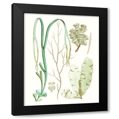 Antique Seaweed Composition IV Black Modern Wood Framed Art Print by Vision Studio