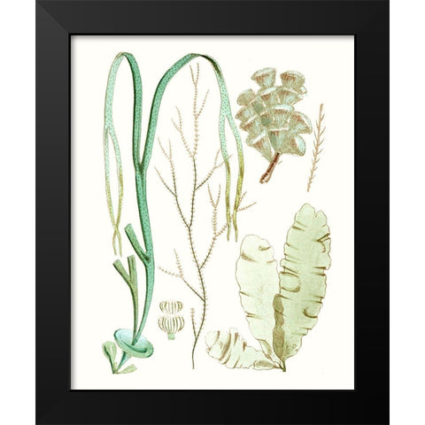 Antique Seaweed Composition IV Black Modern Wood Framed Art Print by Vision Studio