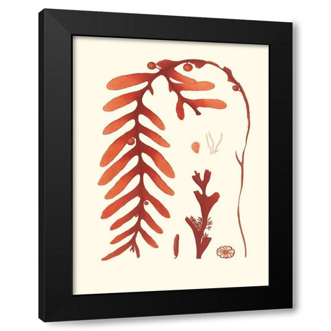 Coral Seaweed II Black Modern Wood Framed Art Print with Double Matting by Vision Studio