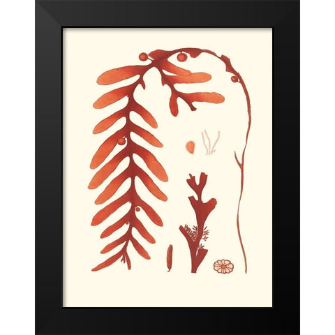 Coral Seaweed II Black Modern Wood Framed Art Print by Vision Studio