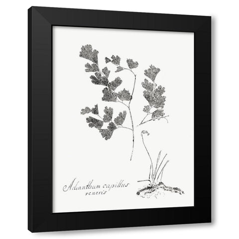 Botanical Imprint I Black Modern Wood Framed Art Print with Double Matting by Vision Studio