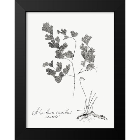 Botanical Imprint I Black Modern Wood Framed Art Print by Vision Studio