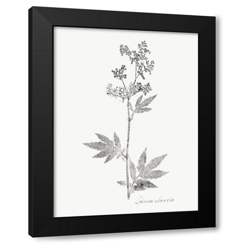 Botanical Imprint II Black Modern Wood Framed Art Print with Double Matting by Vision Studio