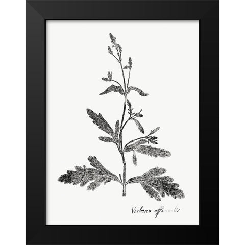 Botanical Imprint III Black Modern Wood Framed Art Print by Vision Studio
