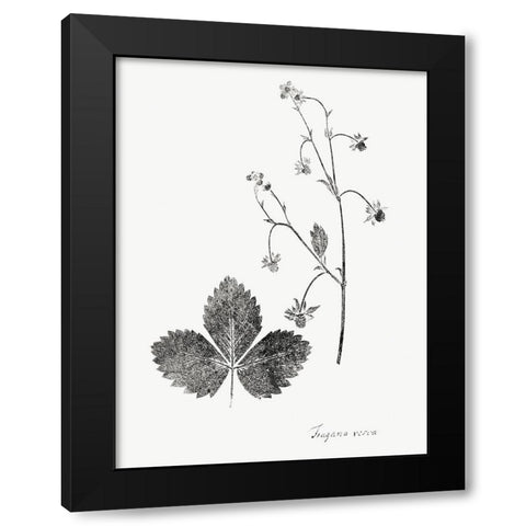 Botanical Imprint IV Black Modern Wood Framed Art Print with Double Matting by Vision Studio
