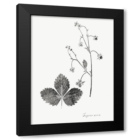 Botanical Imprint IV Black Modern Wood Framed Art Print by Vision Studio