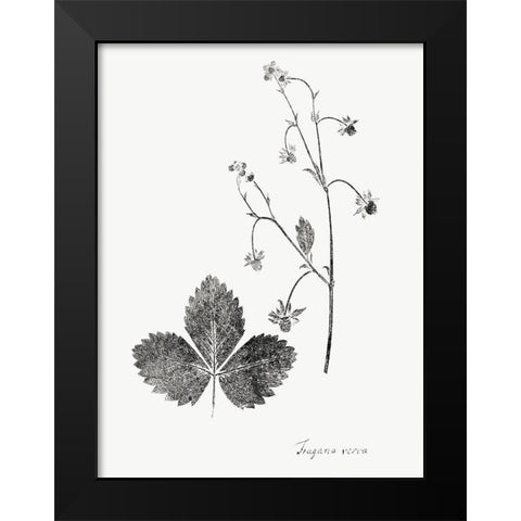 Botanical Imprint IV Black Modern Wood Framed Art Print by Vision Studio