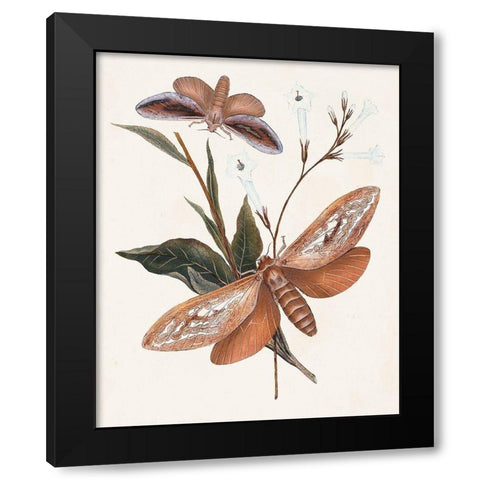 Butterflies and Moths II Black Modern Wood Framed Art Print with Double Matting by Unknown