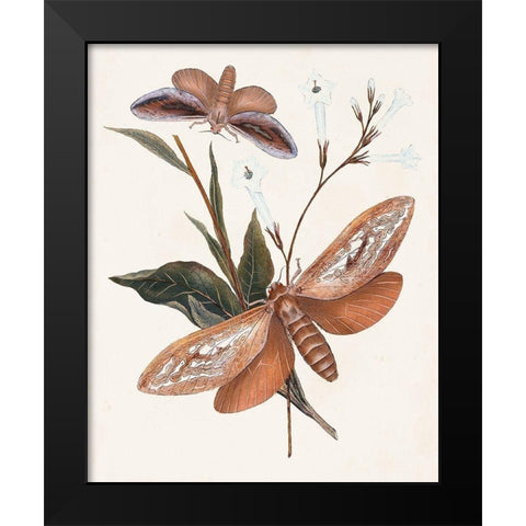 Butterflies and Moths II Black Modern Wood Framed Art Print by Unknown