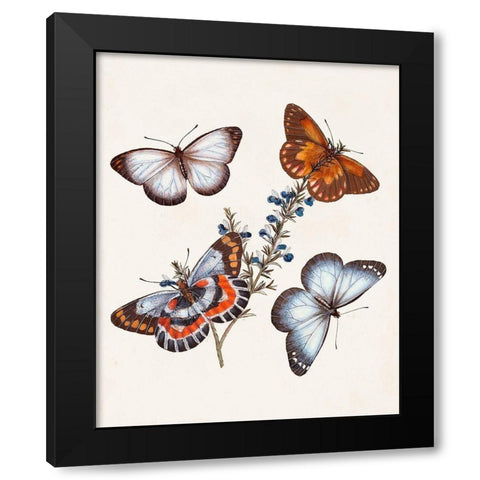 Butterflies and Moths III Black Modern Wood Framed Art Print by Unknown
