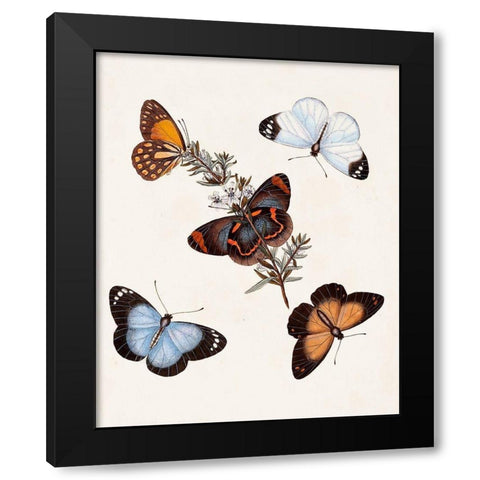 Butterflies and Moths IV Black Modern Wood Framed Art Print by Unknown