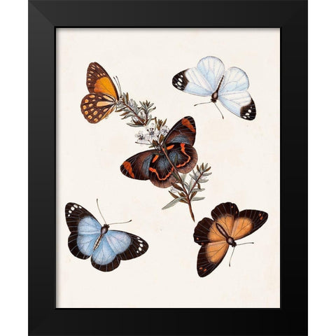 Butterflies and Moths IV Black Modern Wood Framed Art Print by Unknown