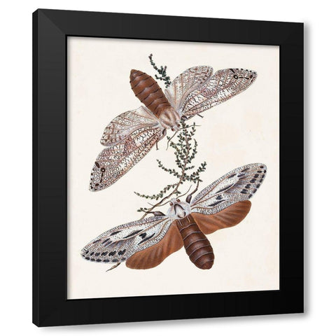 Butterflies and Moths V Black Modern Wood Framed Art Print with Double Matting by Unknown