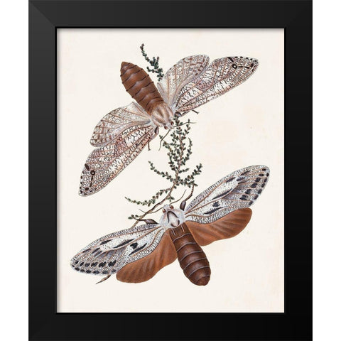 Butterflies and Moths V Black Modern Wood Framed Art Print by Unknown