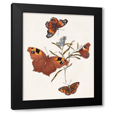 Butterflies and Moths VI Black Modern Wood Framed Art Print by Unknown